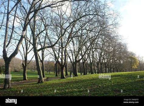 A Celebration Of Trees Gladstone Park North London Stock Photo Alamy