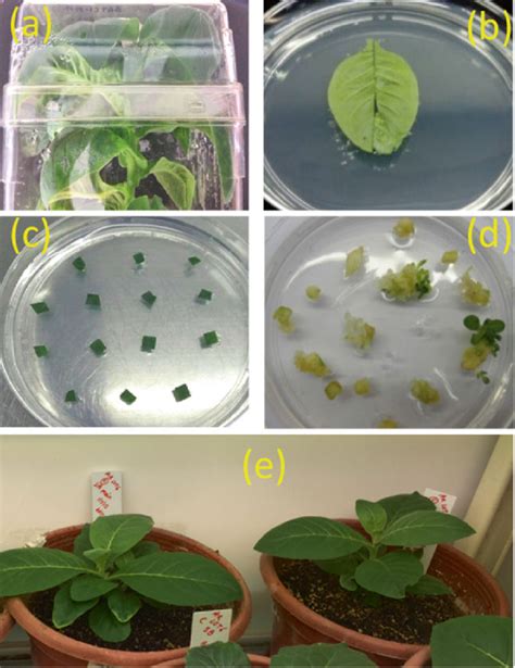 Bxb1 Mediated Biolistic Transformation In Tobacco A In Vitro