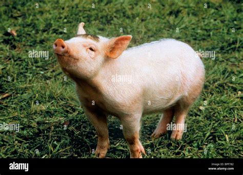 Babe High Resolution Stock Photography And Images Alamy