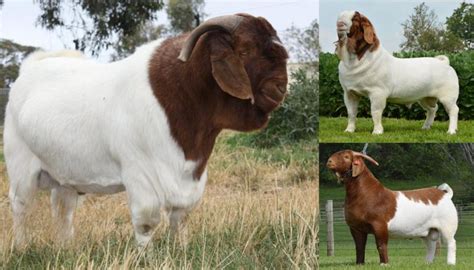 Boer Goat Breed – Everything You Need to Know