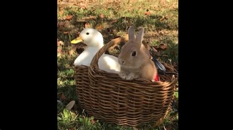 Cute duck and bunny sit in a basket in true cottage core aesthetic ...