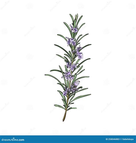 Hand Drawn Colorful Sprig Of Rosemary With Purple Flowers Sketch Style