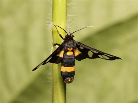 peach tree borer backbone valley nursery