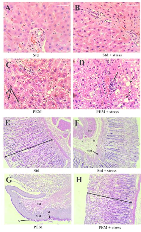 Photomicrographs Representative Of Distinct Liver A D And Stomach Download Scientific Diagram