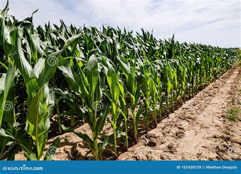 Rows of Young Corn or Maize on a Farm Stock Image - Image of omaha ...