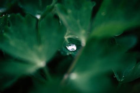 Gotas De Roc O Naturaleza Planta Foto Gratis En Pixabay Pixabay