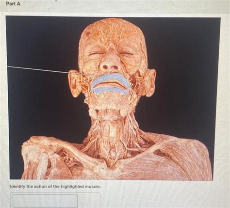 Solved Part A Identify The Action Of The Highlighted Muscle Chegg