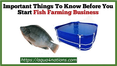 Important Things To Know Before You Start Fish Farming Business