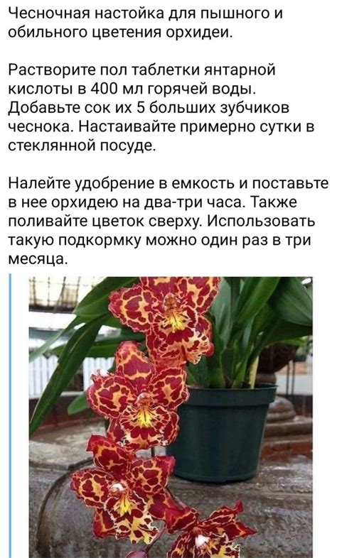 Pin af Timotei Turcanu på Растения