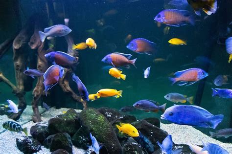 The Fascinating World Of Lake Malawi African Cichlids Mbuna