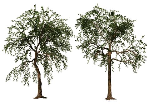 Trees 02 Png Stock By Roy3d On Deviantart