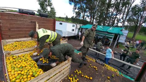 Concordia Secuestran M S De Kilos De Marihuana En Un Cami N