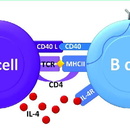 Diagram Of T And B Cell Interaction Cd Cd Ligand Is Required For T