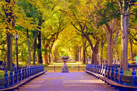 Central Park New York Green Trees Frederico Domondon