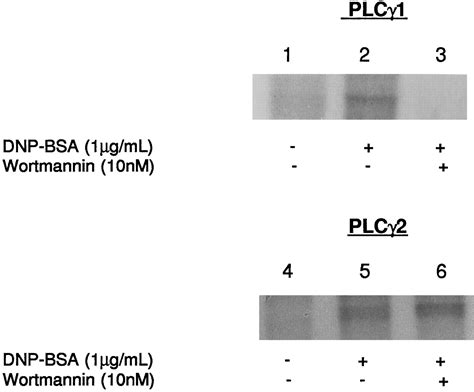 Wortmannin Sensitive Phosphorylation Translocation And Activation Of