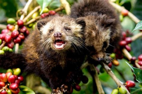 Ферментированный кофе: виды, какие животные делают, как называется и ...