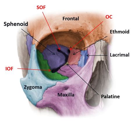 Bones Of The Orbit: Anatomy, Foramina, Walls And Diagram, 43% OFF