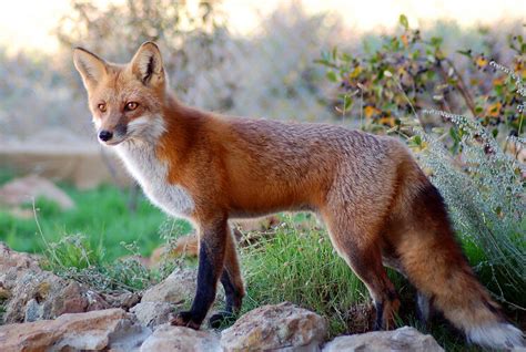 Vulpes Vulpes Red Fox