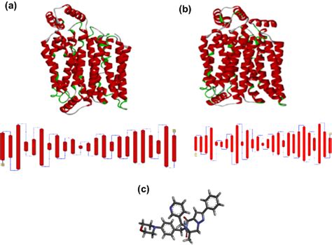 3D structure of GLUT1 and GLUT3. The 3 D structure of GLUT1 (a), PDB... | Download Scientific ...