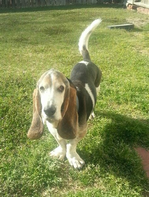 Our Flash Who Is Now In Doggy Heaven Basset Hound Bassett Hound Basset