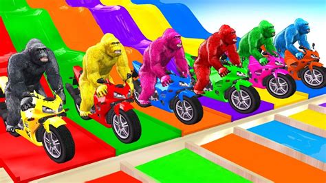 Learn Colors With Gorilla Sliders Gorilla Riding Motorbike Learn