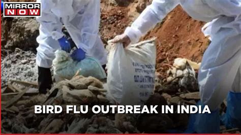 Bird Flu Outbreak States On High Alert As Culling Begins