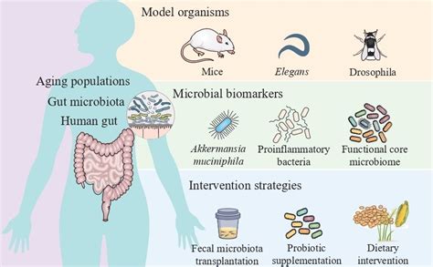 Gut Microbiota An Ideal Biomarker And Intervention Strategy For Aging