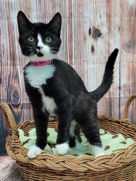 Cats for Adoption in Elmore County, Alabama | Alpha Paw