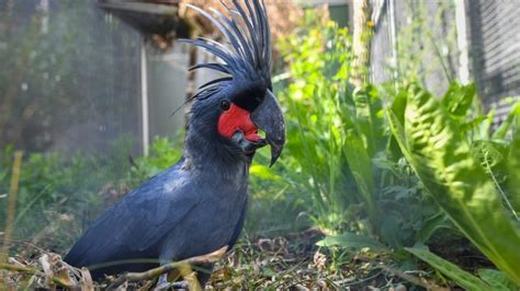 Papageien Kakadus Voegel Natur Planet Wissen