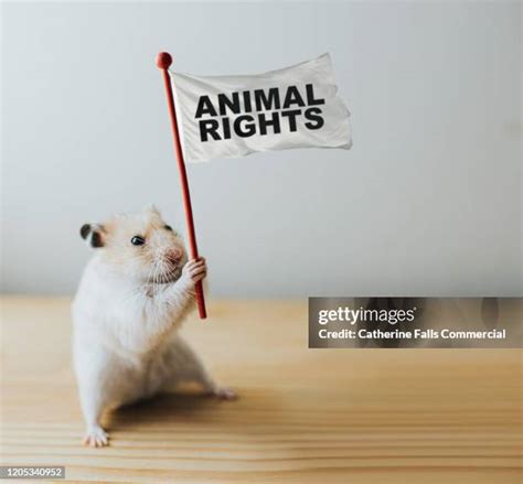 56,986 Animal Rights Stock Photos, High-Res Pictures, and Images - Getty Images