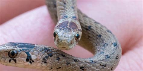 Snake Life Cycle: Naming Baby Snakes at Different Stages