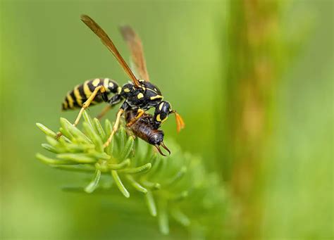 How To Identify The Queen Wasp In A Wasp Colony Environmental Earth