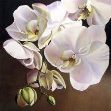 sunday gardening  epiphytic moth orchid hellasfrappe