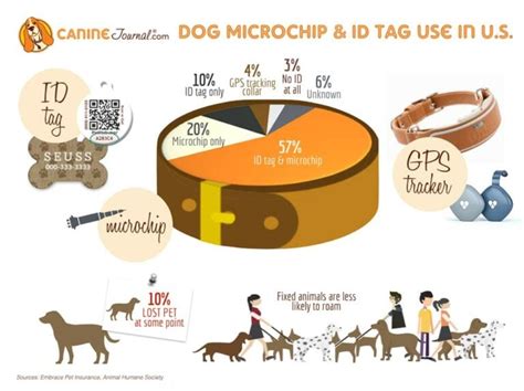 Why Microchip Your Dog Preventing The Loss Of Your Pet