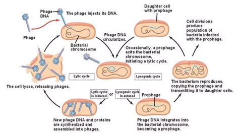 Bacteriophage Life Cycle Lysis And Lysogeny Ppt