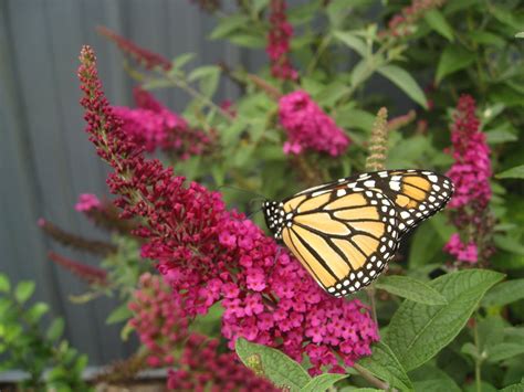 Butterfly Bush Benefits and Care - Floral and Hardy of Skippack