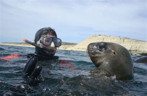 Snorkeling Con Lobos Marinos Argentina Visi N