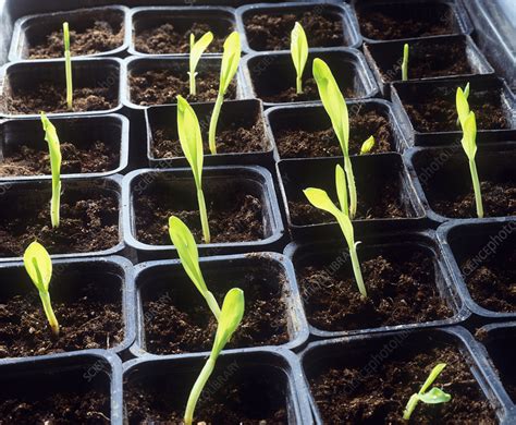 Maize Seedlings Stock Image E Science Photo Library