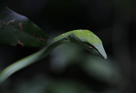 Asian Vine Snake Ahaetulla From Thailand The Irschick Lab