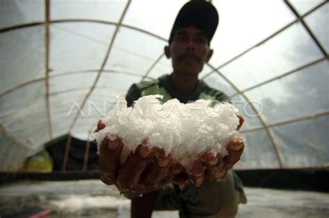 Petambak Garam Metode Plastik Antara Foto