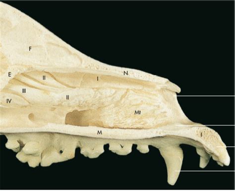 Splancnocranio Di Cane Sezione Mediana Diagram Quizlet