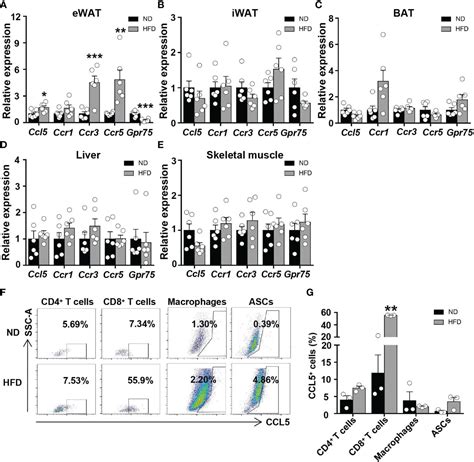 Frontiers Metabolic Effects Of Ccl Deficiency In Lean And Obese Mice