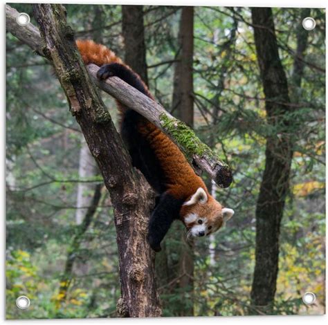 Wallclassics Tuinposter Kleine Panda Hangend In De Boom X Cm