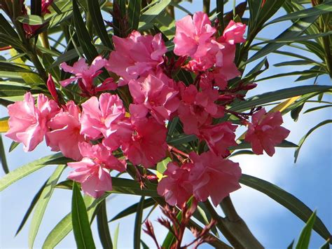 Flower Oleander As Multiplies Oleander Care