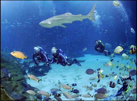 Scuba Diving At Georgia Aquarium - desolateable