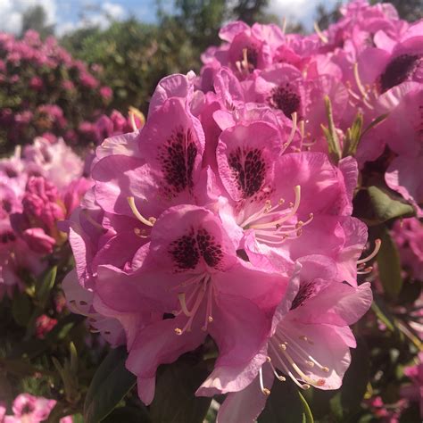 Rhododendron Lady Longman At Loder Plants RH13 6PP