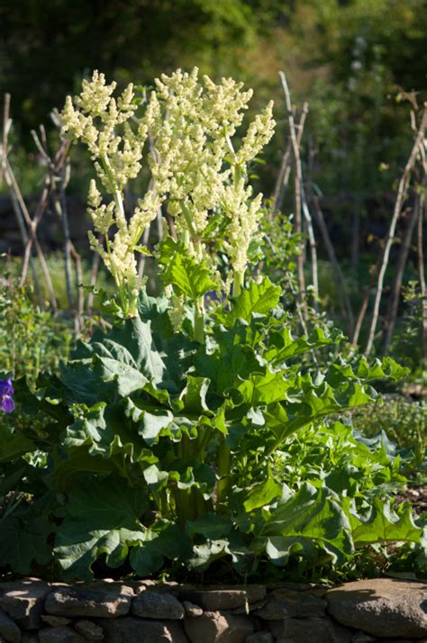 Rhubarbe Rheum rhabarbarum Pépinière Astrance