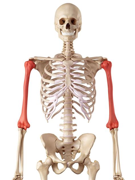 The Humerus Bone Stock Illustration Image