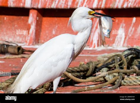 The Elegant Great Egret Great Egrets Are Tall Long Legged Wading