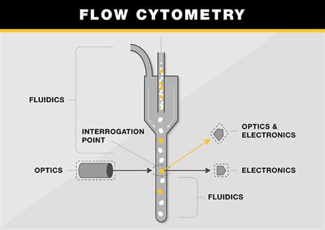 Understanding Flow Cytometry Optics Lasers Filters Detectors And More